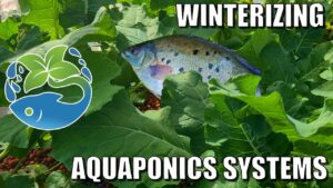 Winterizing Aquaponics System Tips & System Update