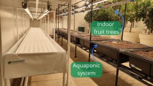 Aquaponic Farm Growing Beside Indoor Fruit Trees