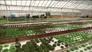Aquaponic farming saves water, but can it feed the country?