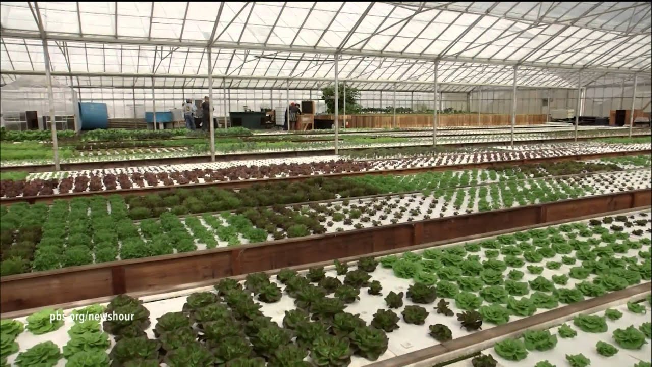 Aquaponic farming saves water, but can it feed the country?