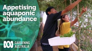 This couple created an abundance of appetising aquaponics | Urban Farming | Gardening Australia