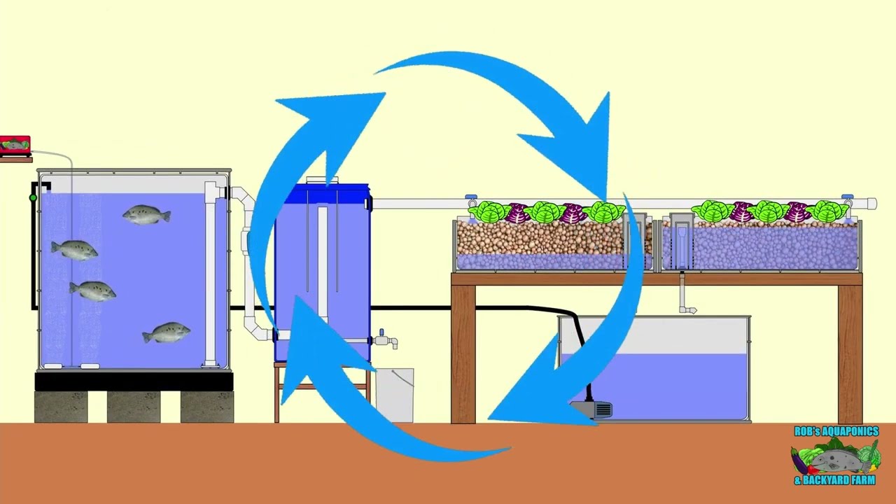 3 Easiest DIY Aquaponic Systems Builds