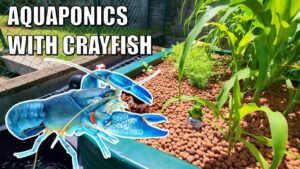 Emma's Crayfish & Aquaponics Backyard Farm