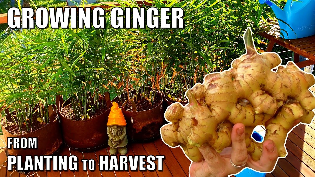 How to Grow Ginger in Containers to Get a HUGE Harvest