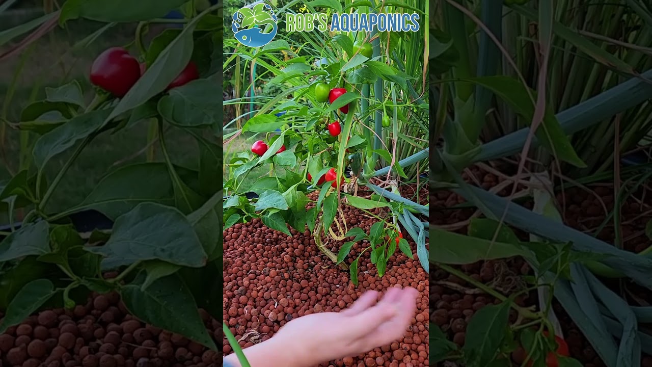 Bianca's Aquaponics Sweet Pepper/Capsicum Harvest Technique