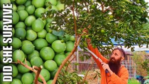 Hard Prune on Lime Tree & Backyard Farm Update