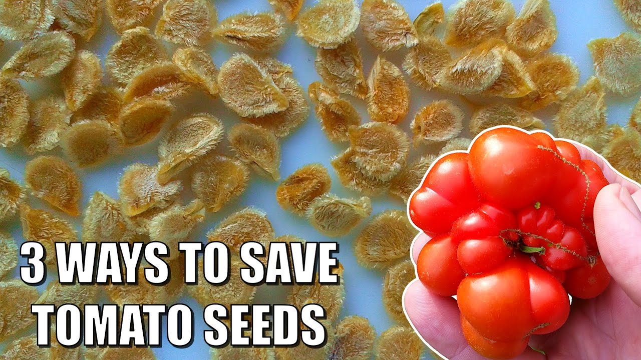 3 BEST Ways to Save Tomato Seeds & Germination Test