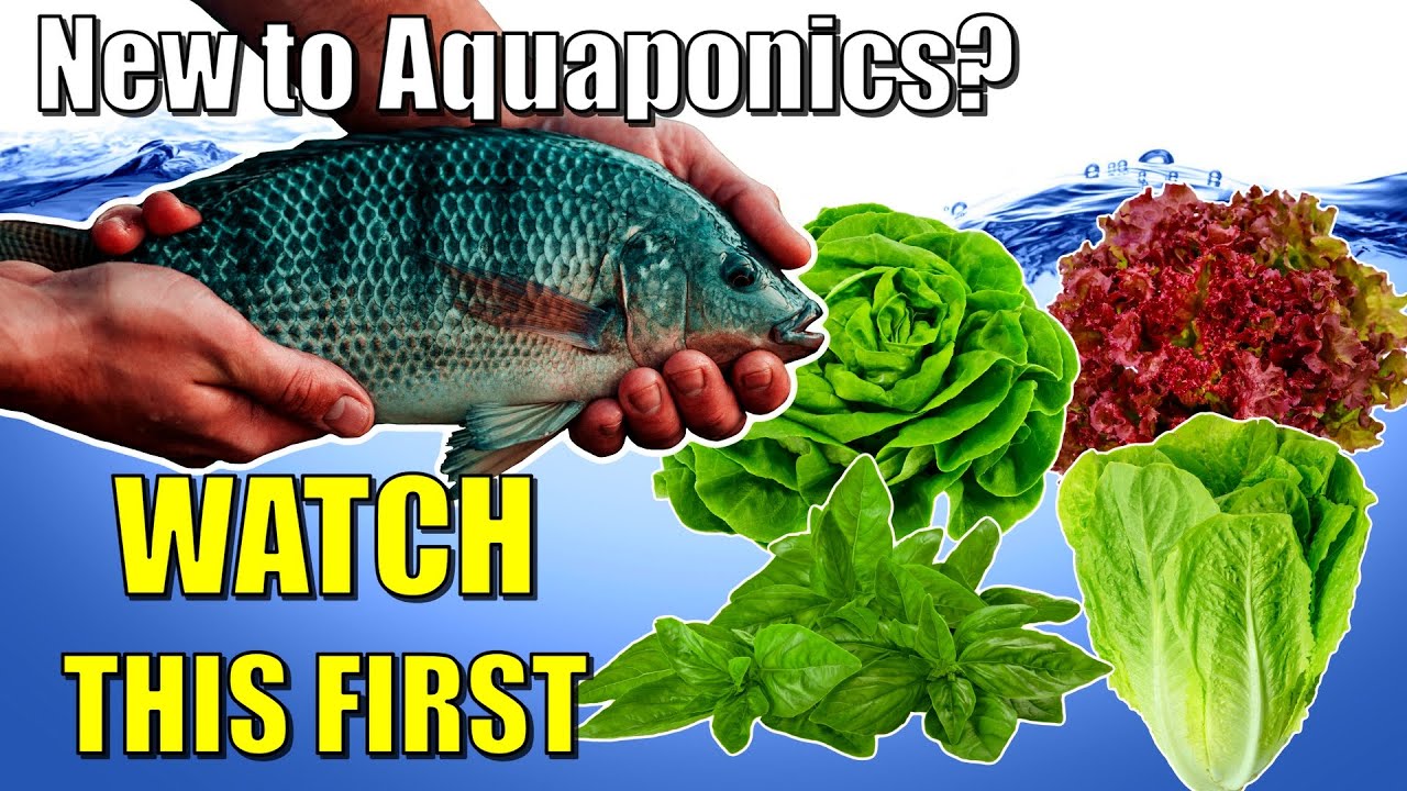 How To Get Started With Aquaponics: Part 1 | The Nitrogen Cycle & Basic DIY Systems 🐟🍅🥬