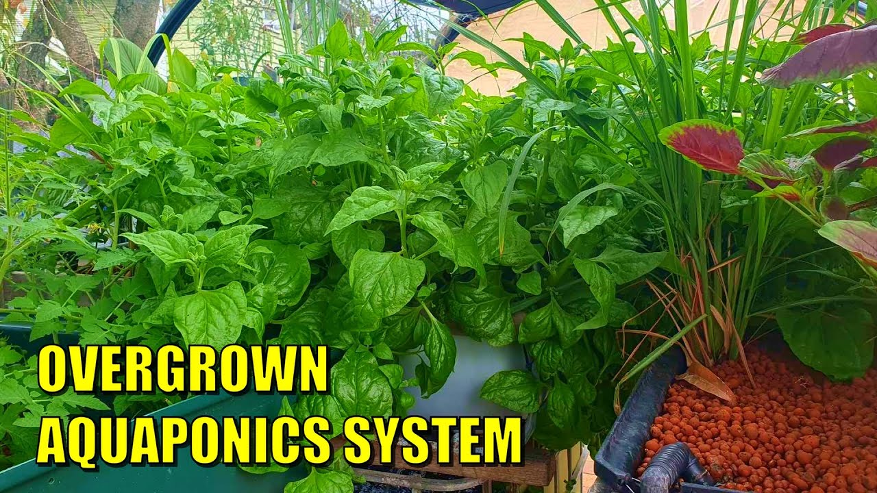 Overgrown Neglected Aquaponics System