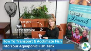 Introducing Fish Into Your Aquaponic Fish Tank