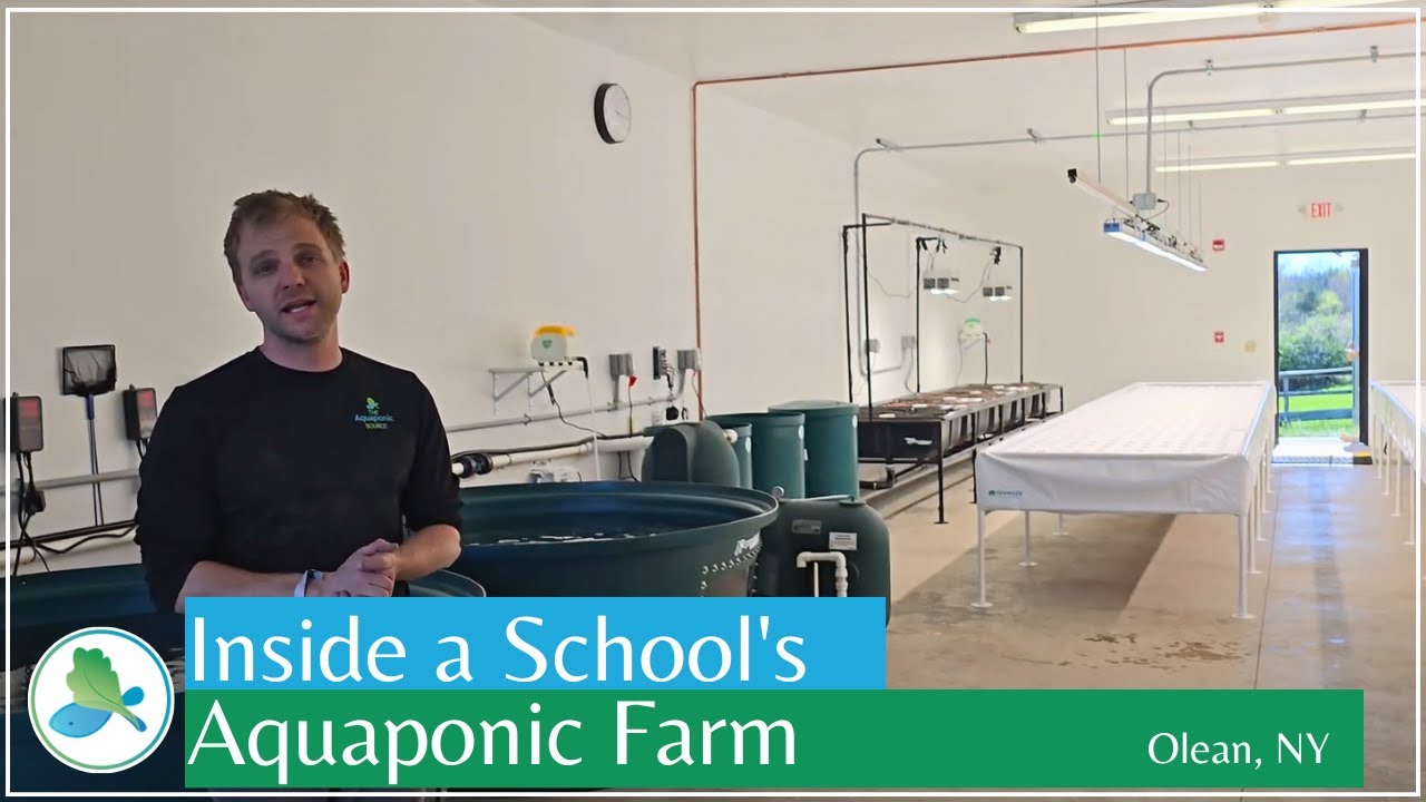 Sprouting Education: Inside a School's Aquaponic Farm