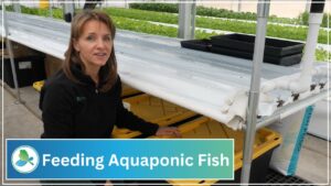 Feeding Aquaponic Fish