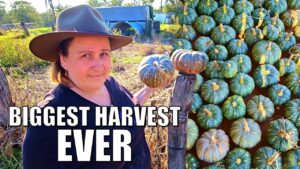 Our Largest Pumpkin Harvest Ever From Two Plants 🎃🎃