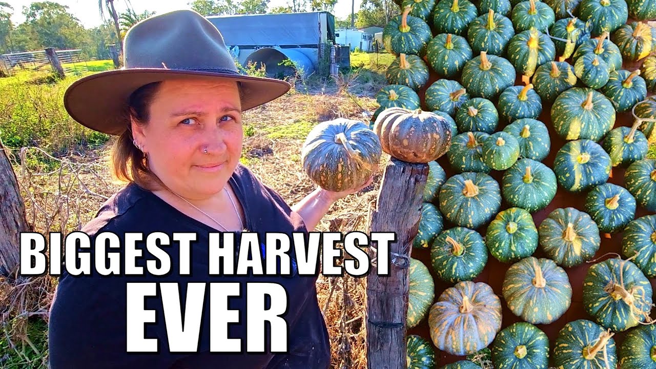 Our Largest Pumpkin Harvest Ever From Two Plants 🎃🎃