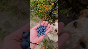 Blueberries Grown In Same Containers For 7 Years 🫐