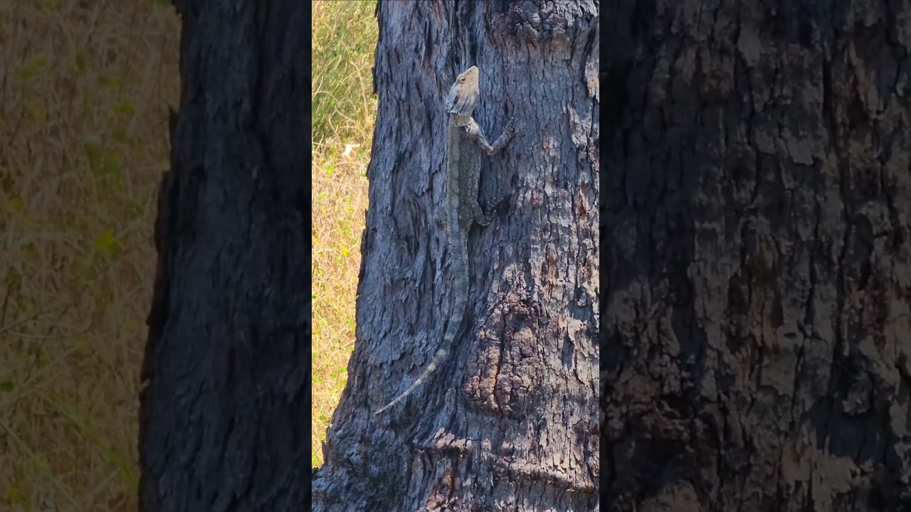 Bearded Dragon Keeps an Eye on me as I Slash the Paddock